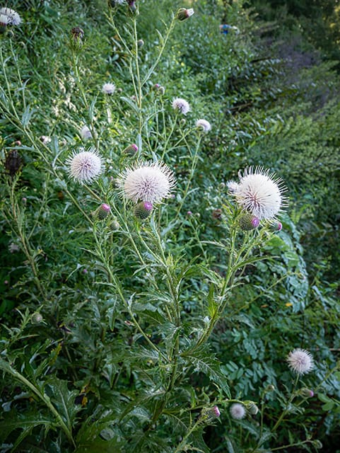 Field Thistle, Cirsium discolor