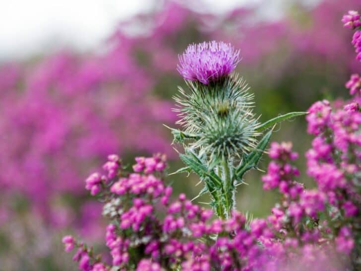 14 Most Beautiful Types of Thistle Plants (with Pictures)