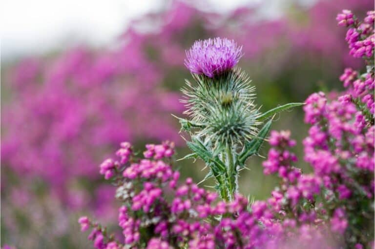 Most Beautiful Types of Thistle Plants