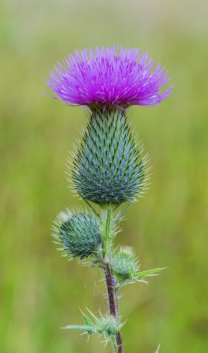 14 most beautiful types of thistle plants (with pictures)