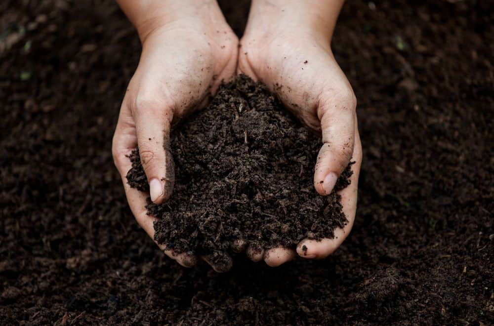 Amending the soil with compost