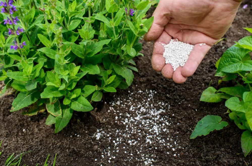 Compost vs. Fertilizer: What’s the difference? Can use a Combination?