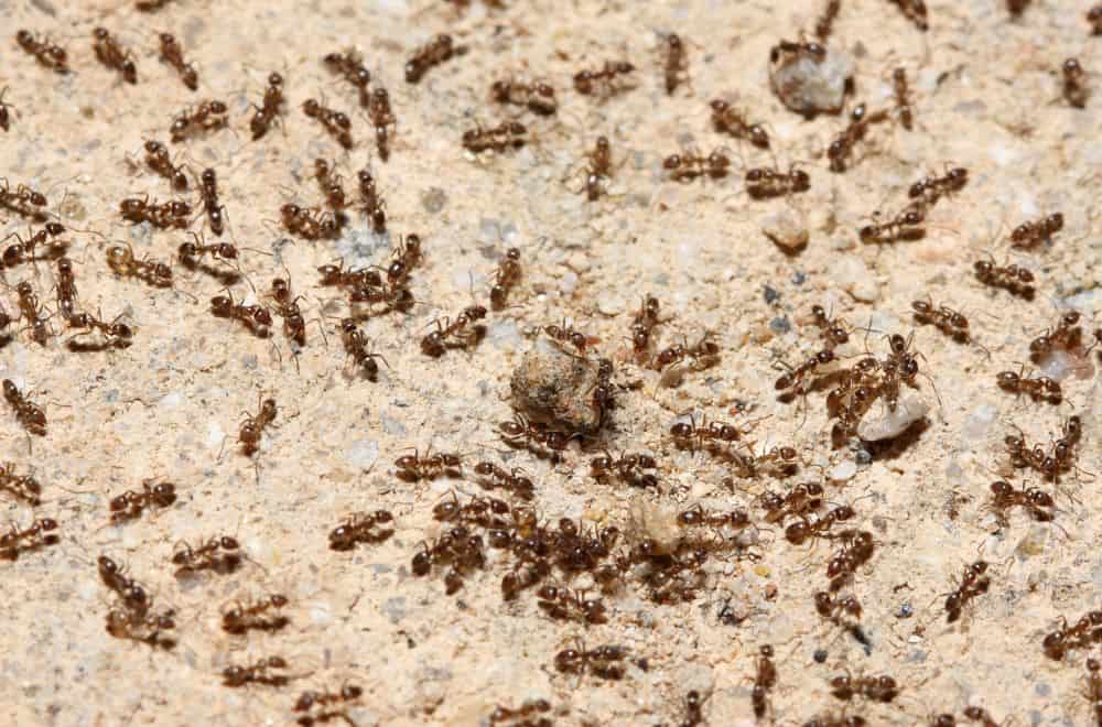 More about Ants