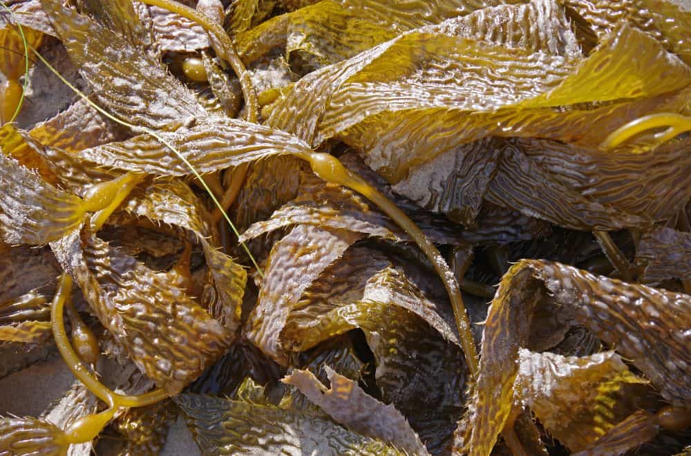 Seaweed and kelp