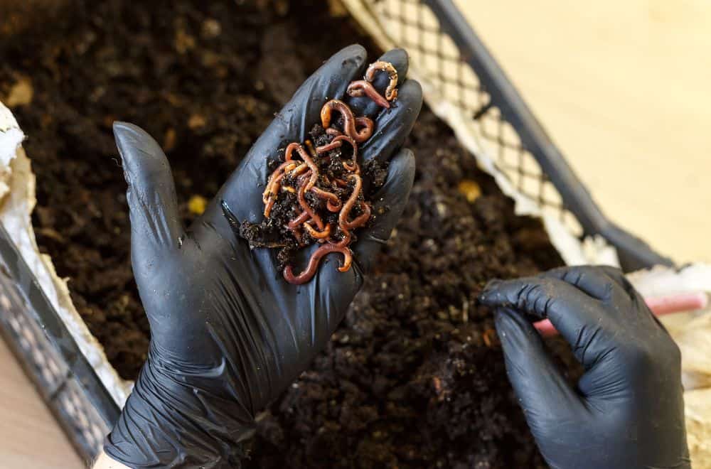 Types of Worms for Composting