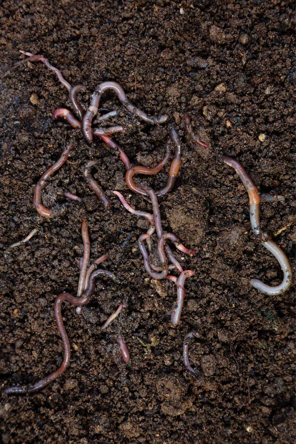 What is Worm Composting Exactly