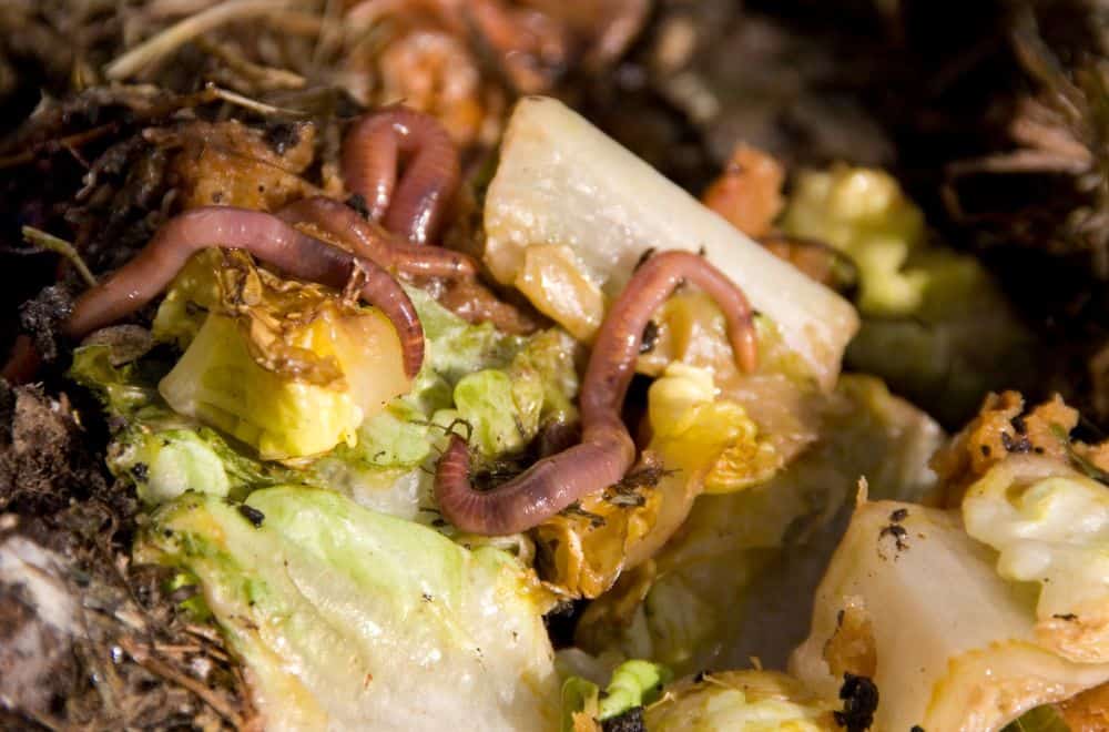 Why You Should Try Worm Composting