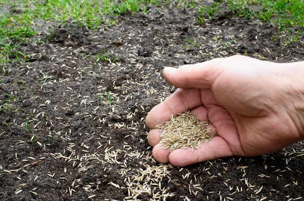 4 Easy Steps to Plant Grass Seed On Hard Dirt “Fast”