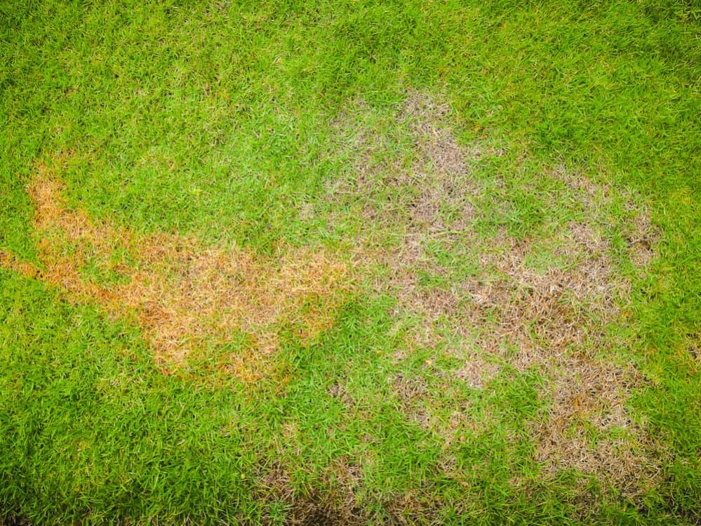 6 Easy Ways for Getting Rid of Lawn Rust