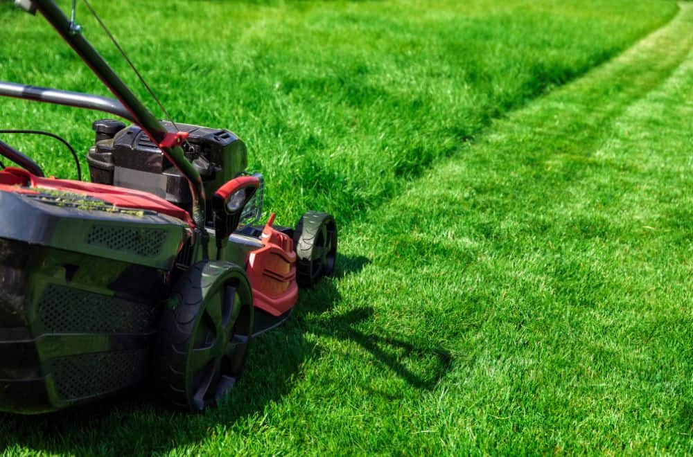 7 Easy Steps to Mow Tall Grass