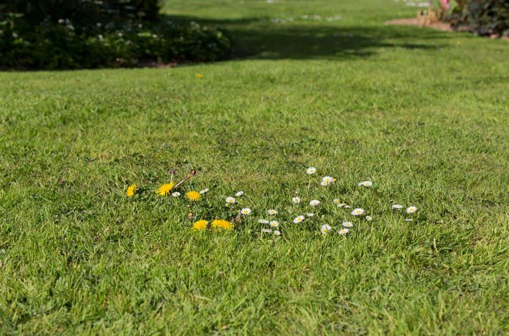 Address bare spots on your lawn