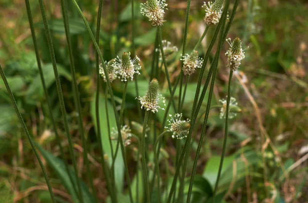 Buckthorn Plantain (Plantago lanceolata)