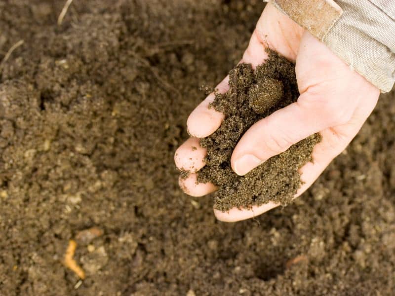 Check soil quality