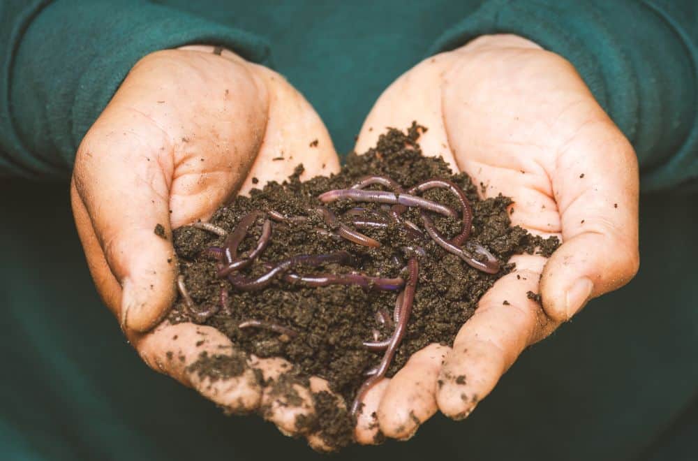 Compost VS Humus: What's the Difference