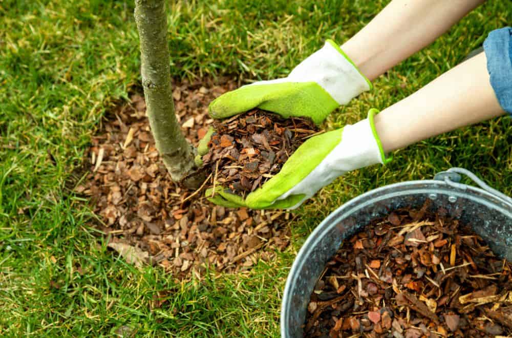 Compost vs Mulch: What Is Mulch