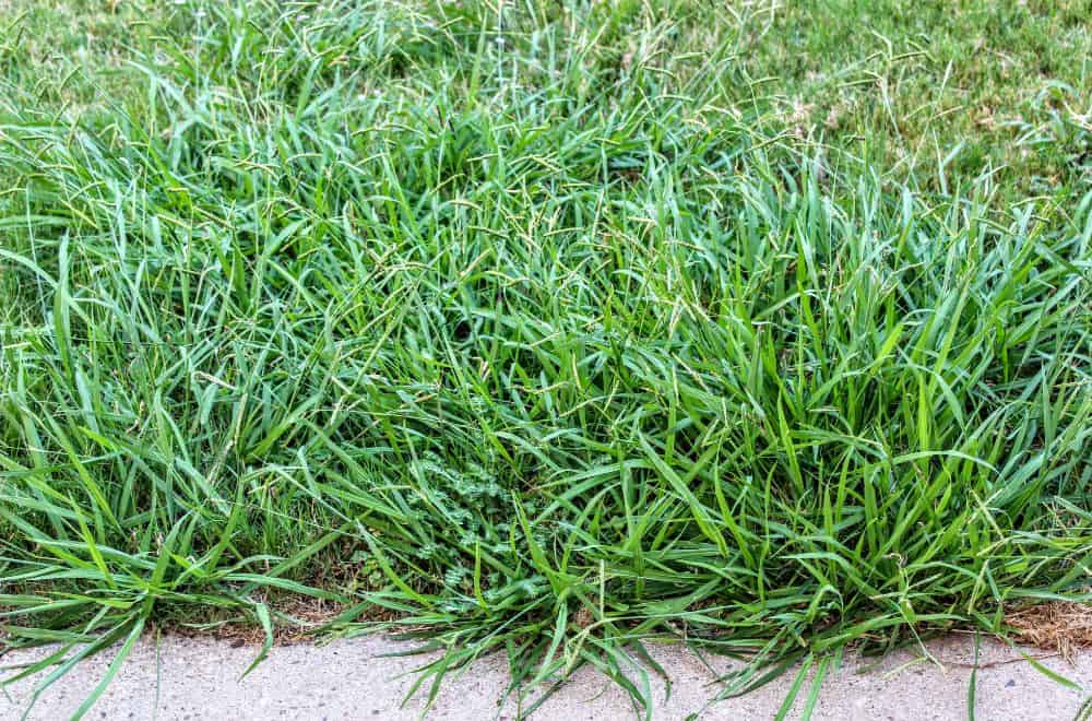 Educate yourself on the growth cycle of crabgrass