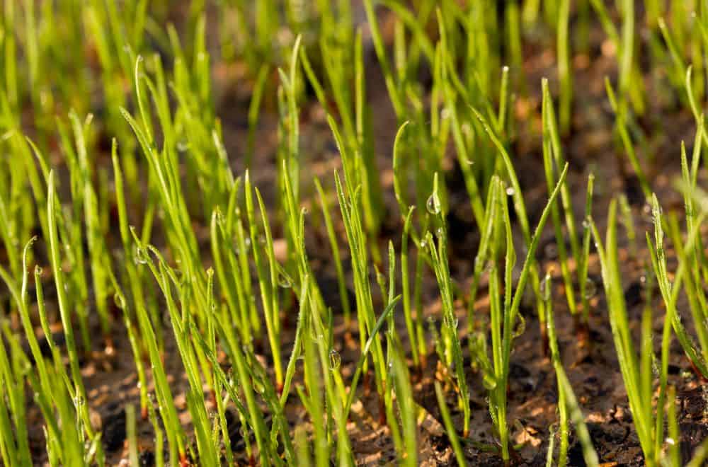 Ensure That Your Grass Seed Grows on Hard Dirt