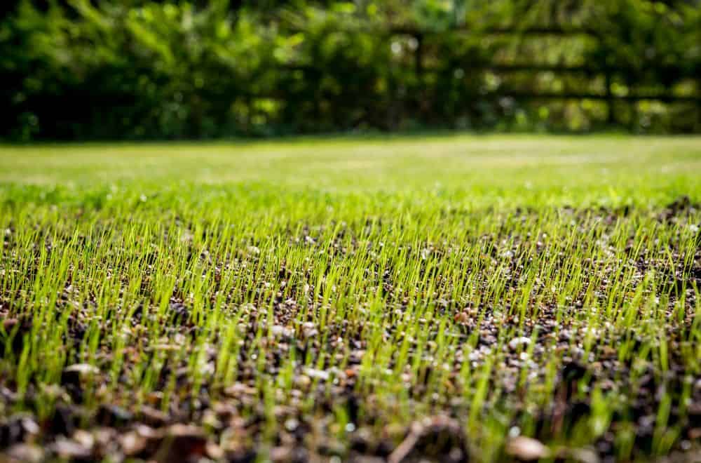Factors that can slow down grass germination