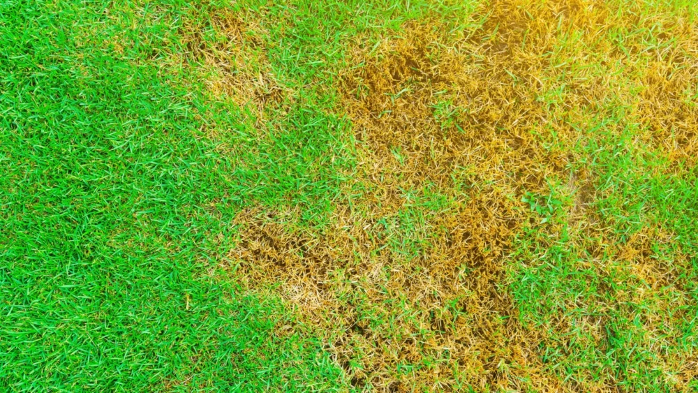 How Do I Get Rid Of Rust In My Lawn?
