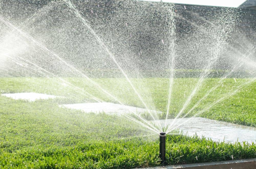 How Often Should I Water My Lawn? (What Happens If Too Often)