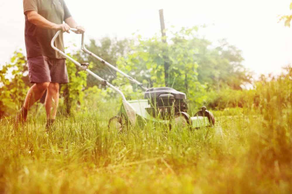 How often to mow your lawn