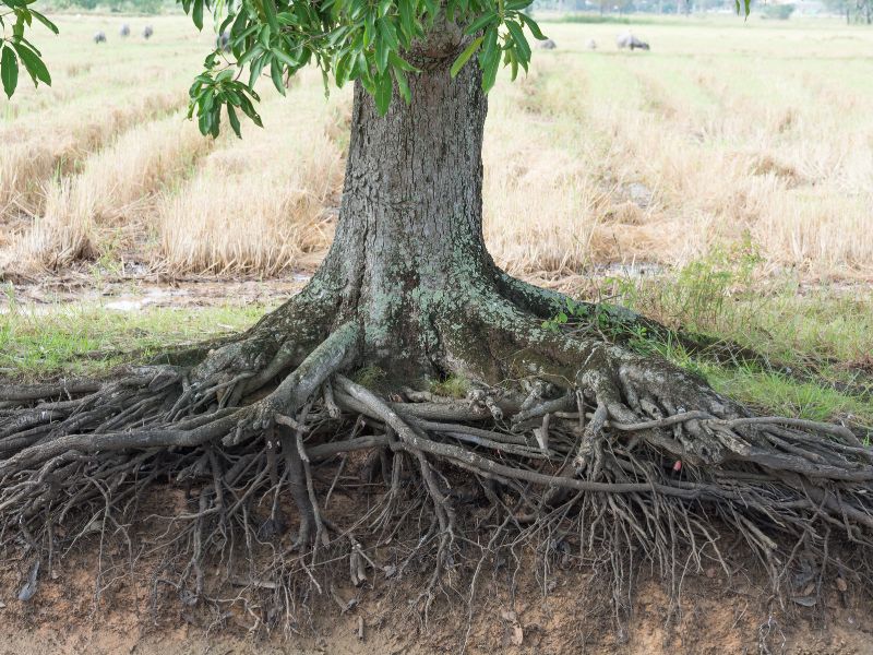 How to Stop Tree Roots from Sprouting in Lawn?