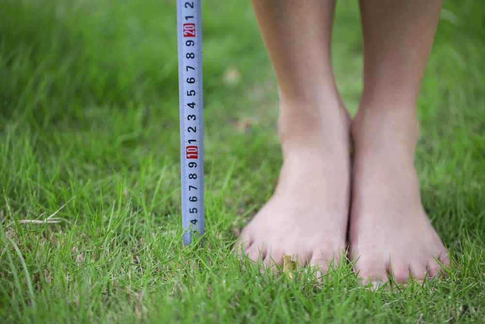 Ideal mowing heights for your lawn