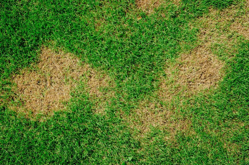 Lawn Rust Signs and Symptoms