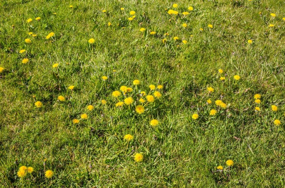 Lawn Weed Identification: 12 Common Lawn Weeds & Tips to Control