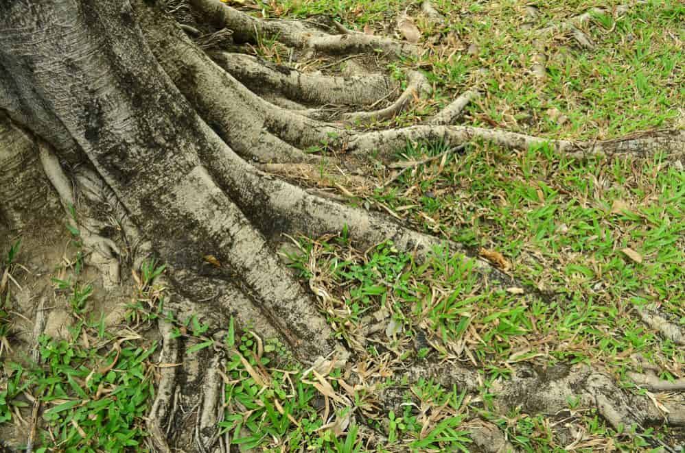 Practical Ways to Solve the Issue with Visible Roots