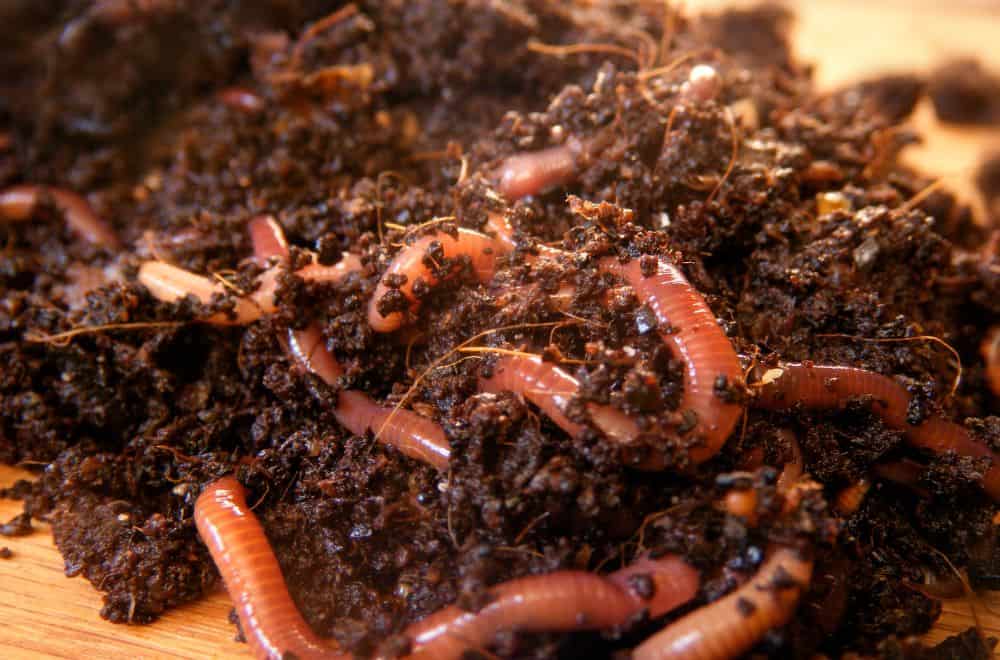 Red Wiggler vs Earthworm: Which Worm is Best For Composting