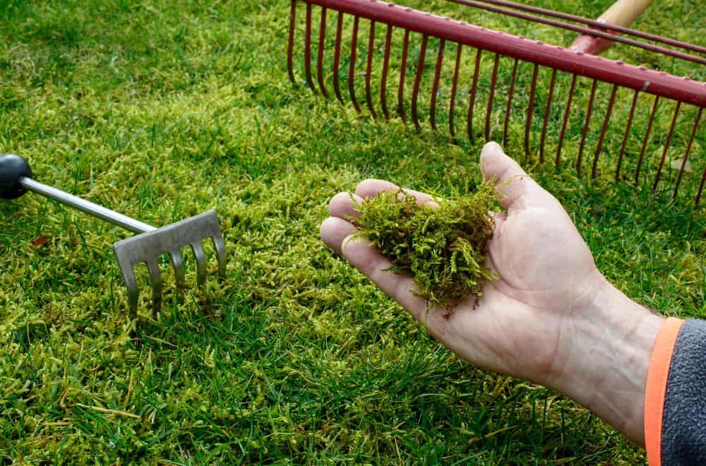 Rising Moss in Your Lawn