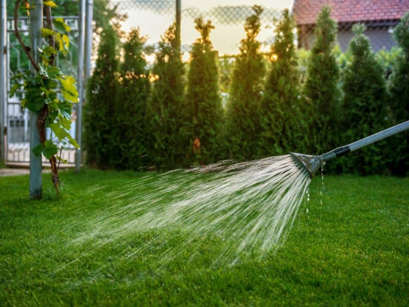 Should You Water Lawn After Applying Fungicide?