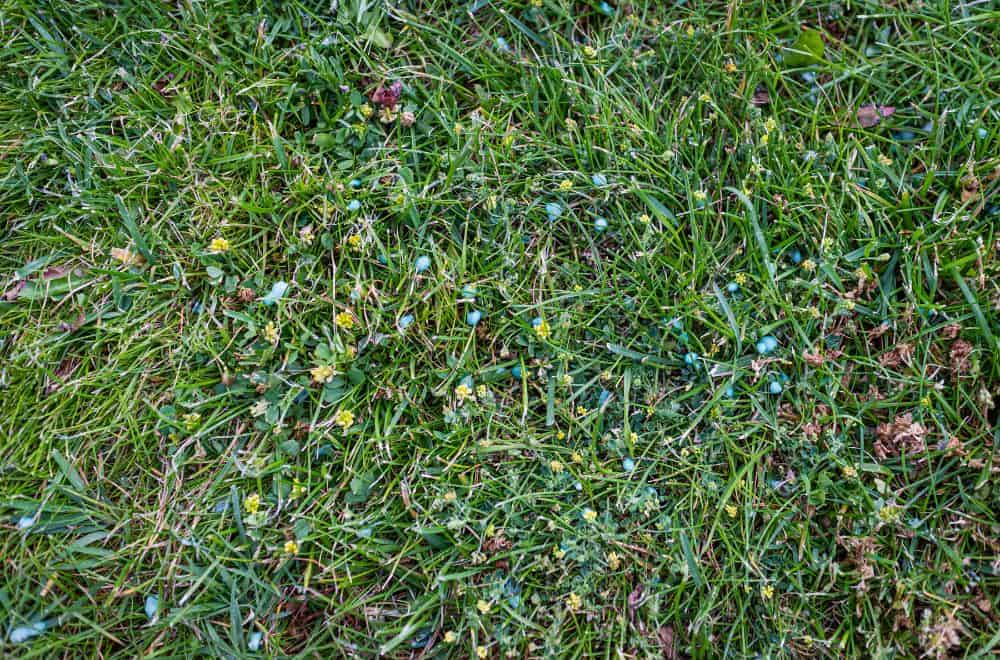Unresponsive Lawn Fertilizer