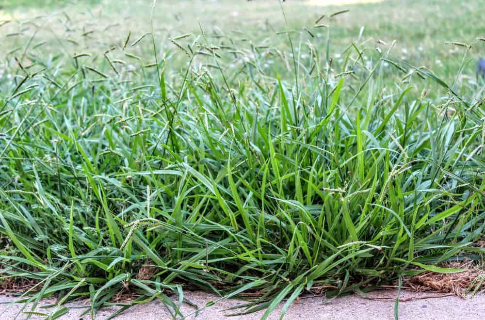 Weeds All Over Your Lawn