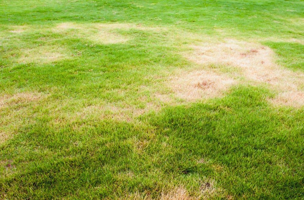 What Are the Possible Reasons Behind a Thin Lawn