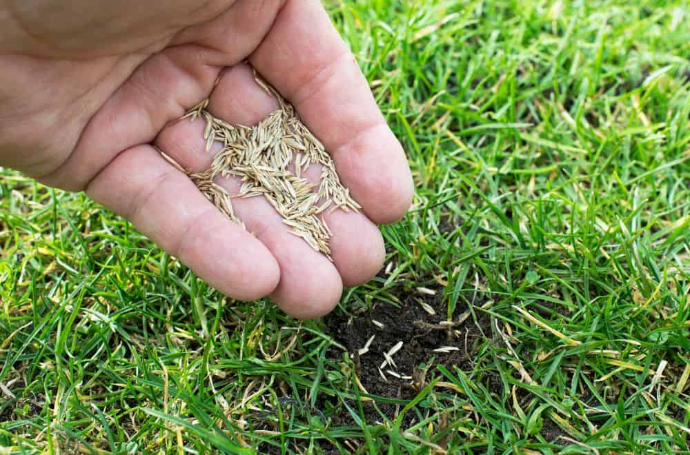 What’s the Best Grass Seed Germination Temperature?