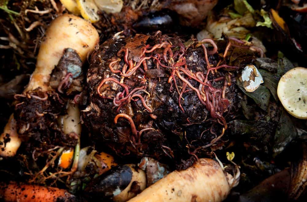 Which Worms Do Best in a Compost Pile