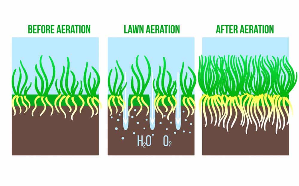 Why should you aerate your lawn