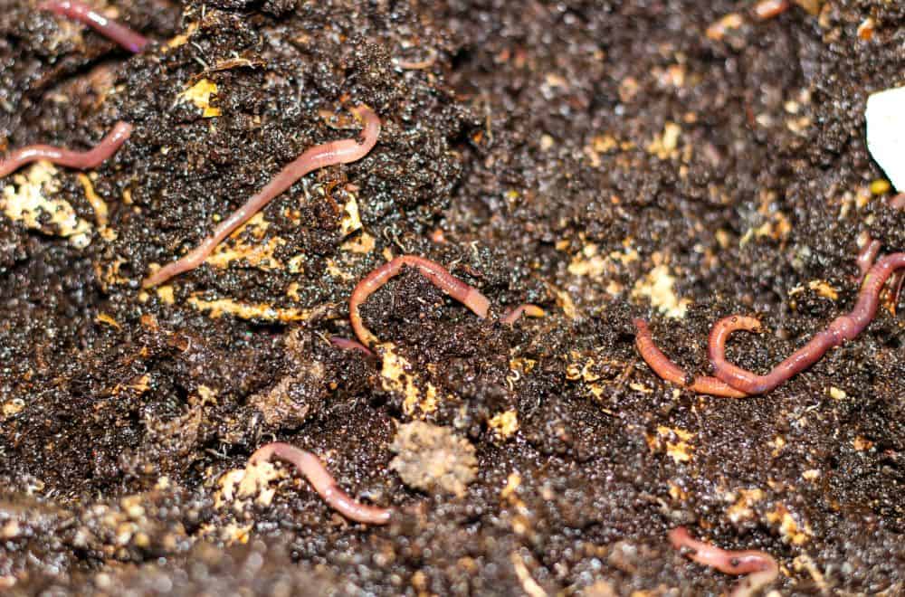 Worms In The Garden