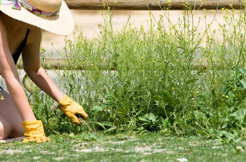 13 Common Weeds that Look Like Grass in Your Lawn