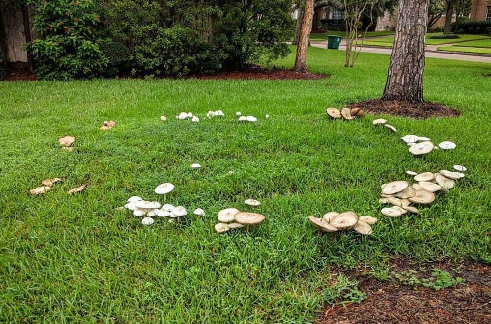 21 Tips to Get Rid of Mushrooms in Lawn