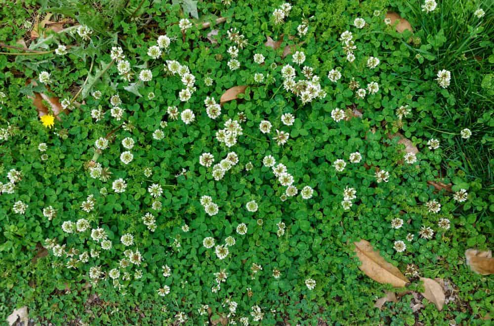 5 Natural Ways to Get Rid of Clover in Your Lawn