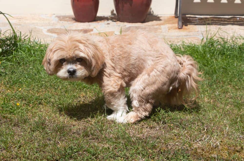 6 Tips to Keep Dogs from Pooping on Your Lawn
