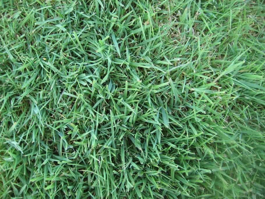 Creeping bentgrass (Agrostis stolonifera)