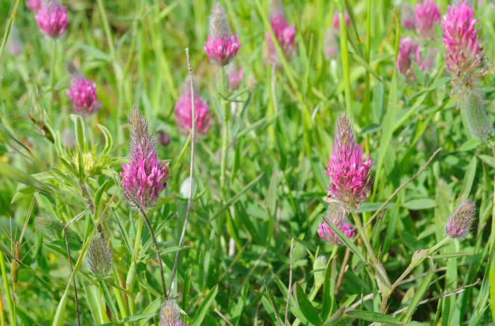 Factors that Cause Clover to Grow in Your Lawn
