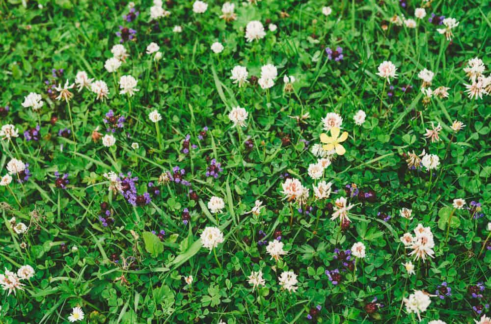 How You Can Prevent the Growth of Clover in Your Lawn