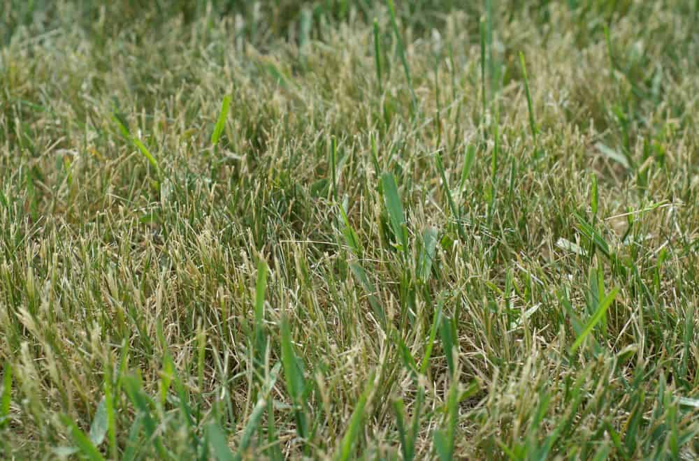 How to Fix Your Over-Fertilized Lawn