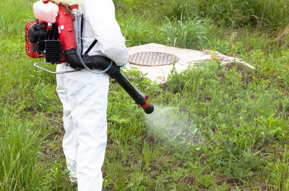 How to Prevent and Stop Flying Bugs in Your Lawn