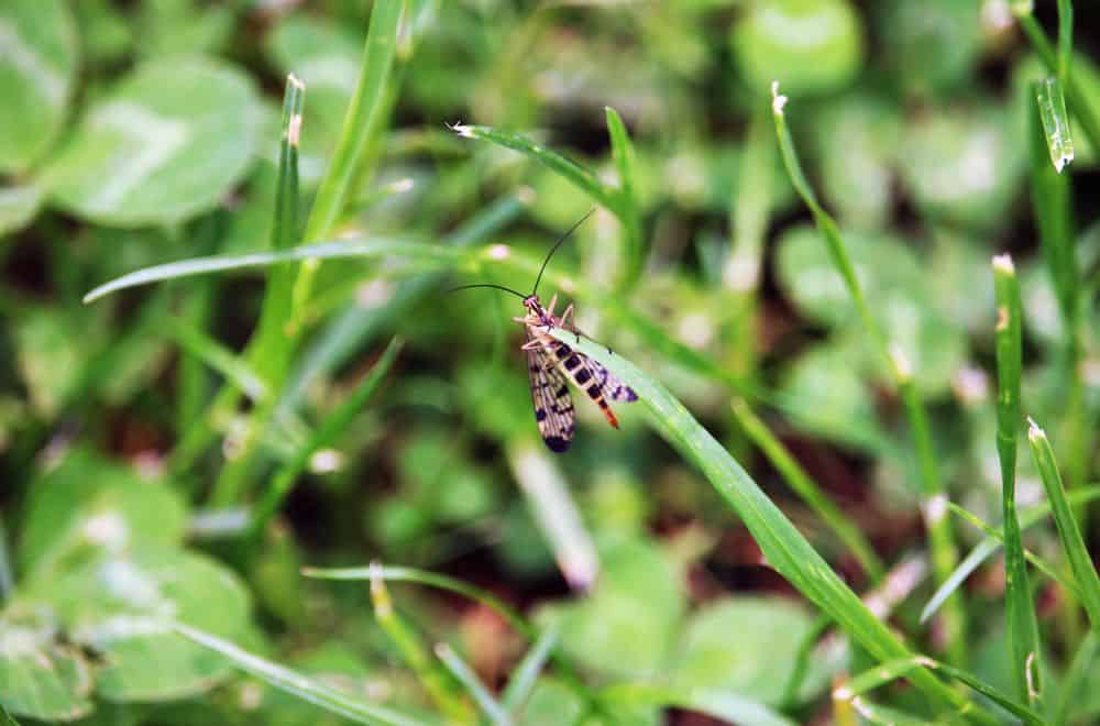 The Most Common Flying Bugs in Your Lawn